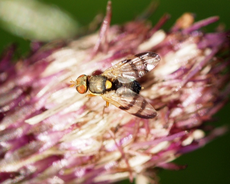 rhagoletis cerasi